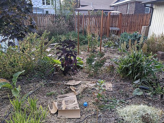 Medicinal herb garden