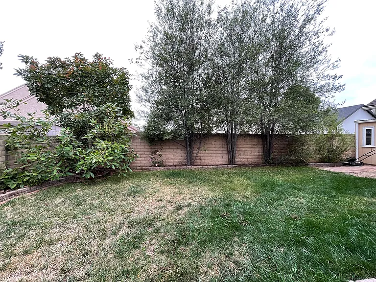 Backyard with Avocado Tree & Mature Landscaping