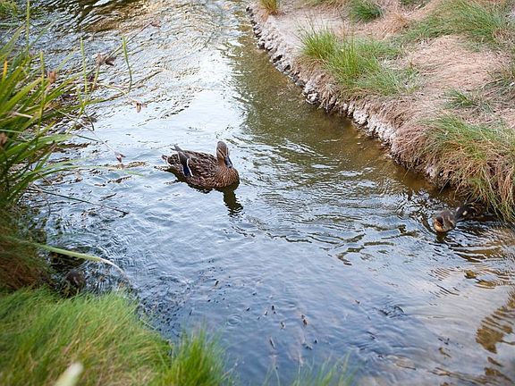 Baby Ducks, Lots of Wildlife