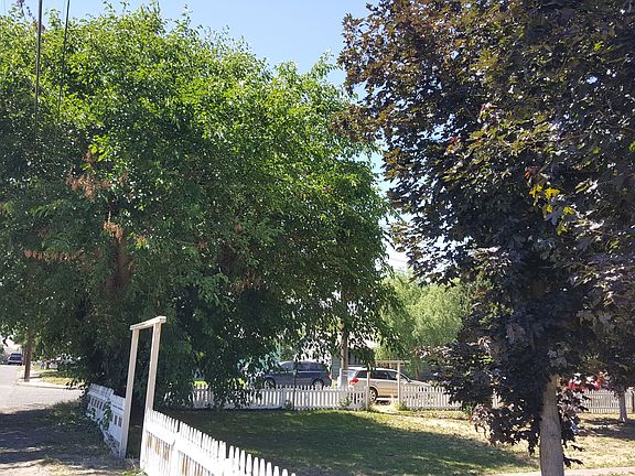 Large mature shade trees