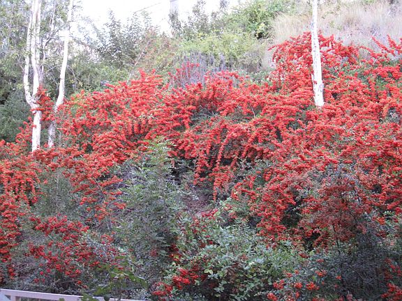 Planting on Hillside