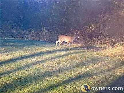 Deer in back yard