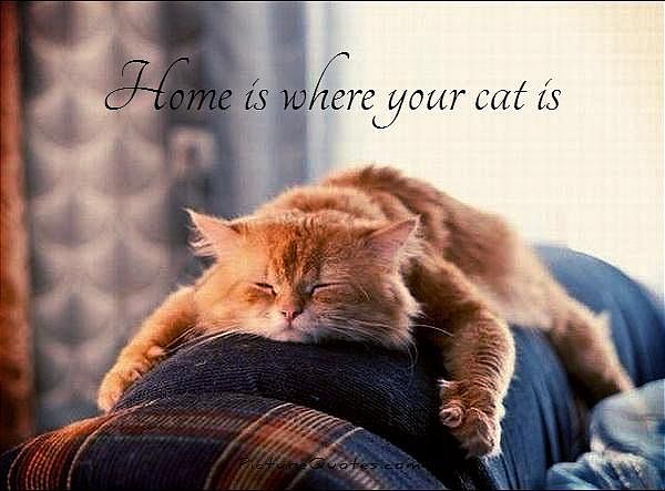 Pet friendly!!