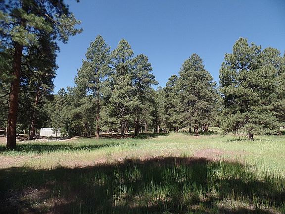 forested area of land