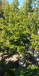 Rented by Tompkins Square Realty