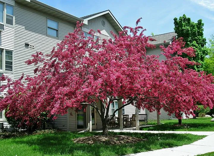 Maple Crest — Photo 2