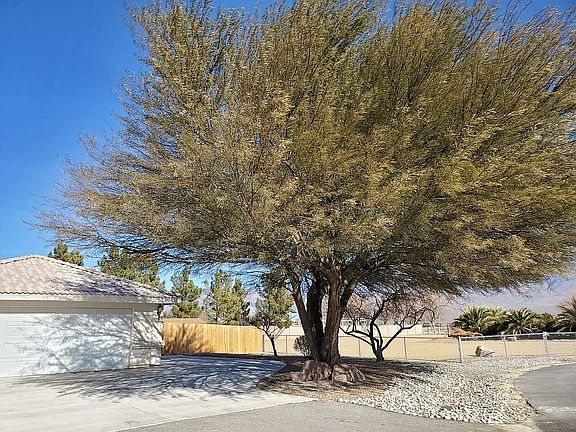 Stunning mesquite tree