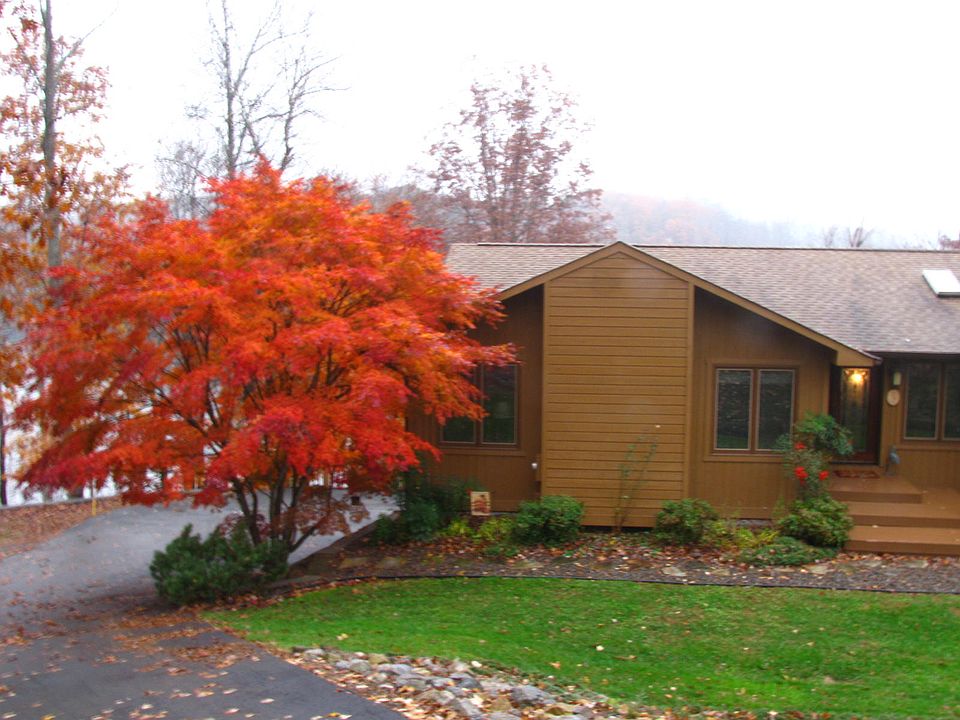 Bea utiful Japanese maple