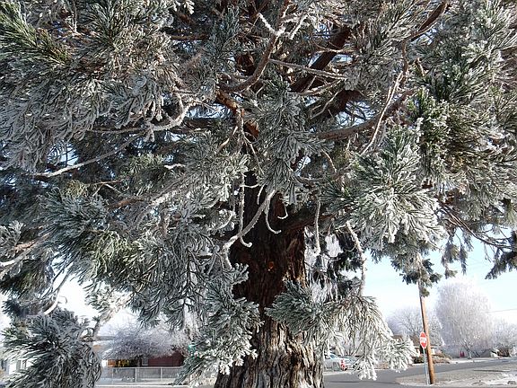 Beautiful Sequoia in front