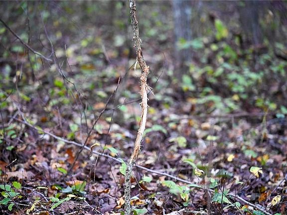 5th image of 21395 S 725th Rd