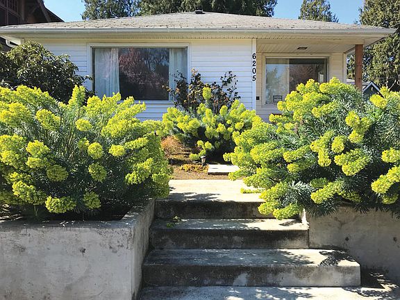 View from the sidewalk. Drought-tolerant landscape with euphorbias, coastal manzanitas, grasses, witch hazel, sedum, and fragrant dwarf magnolia.