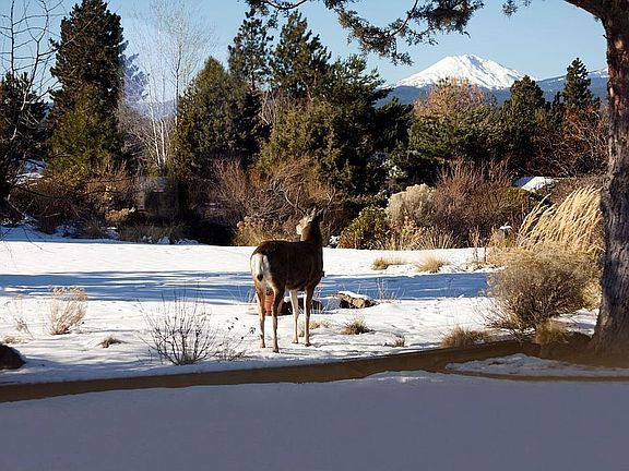 Looking out the Kitchen