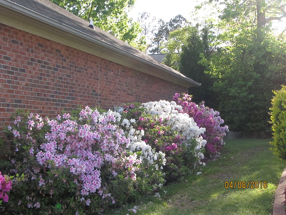 Spring Azaleas