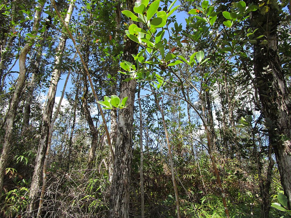 2nd image of Road 11 Pulelehua Lot 6084