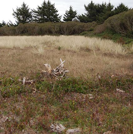 4th image of 544 Ocean Shores Blvd NW
