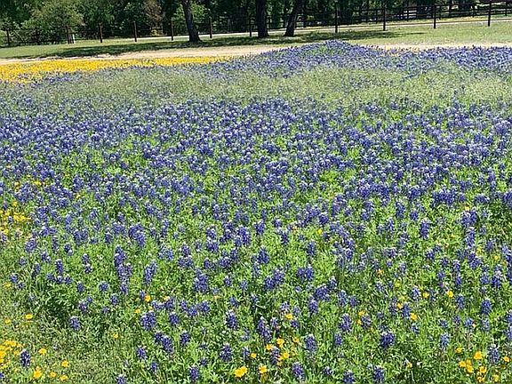 Front Acreage in Spring