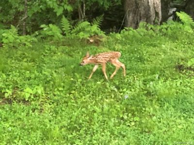 Eldred-Yulan Road, Eldred, NY, 12732