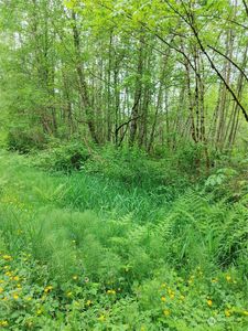 0 Butler Creek Road, Sedro Woolley, WA, 98284