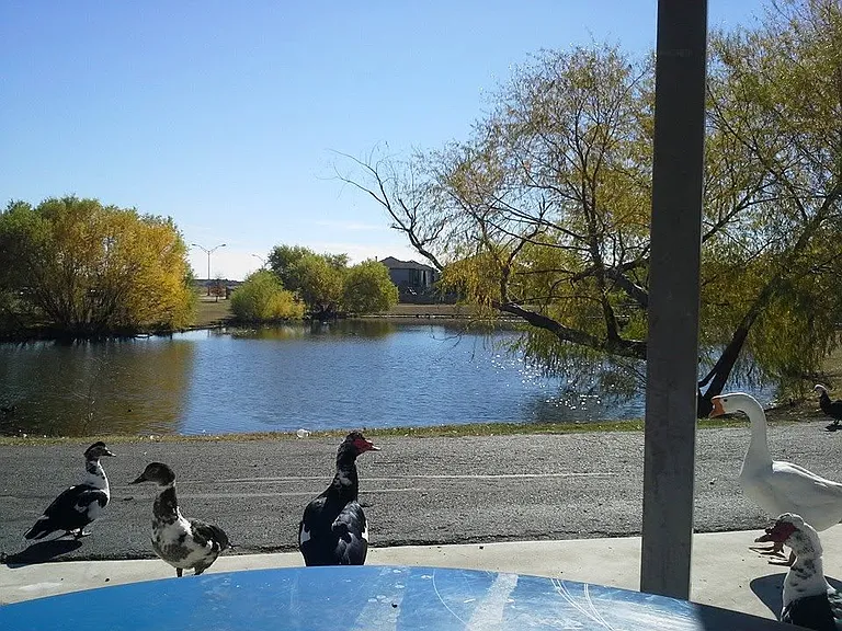 Wheeler Park - this park is in the home's subdivision. Features a serene neighborhood pond, an easy walking loop, covered seating, and a shaded playground.