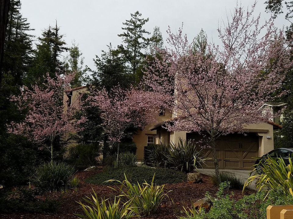 1st image of 437 Henry Cowell Dr