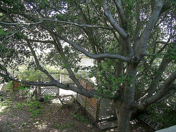 Looking out the window at the oak tree.