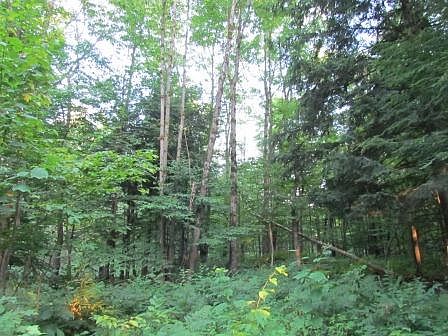 4th image of Dwyer-partridgeville Road