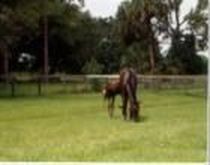 17407 Jupiter Farms Rd, Jupiter, FL, 33478