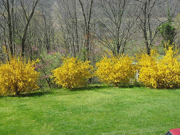 Front Yard
