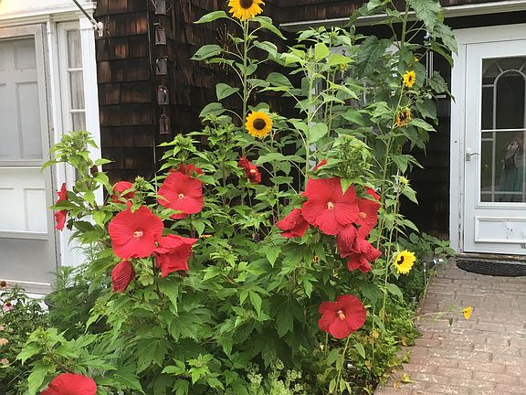 Hibiscus 2017