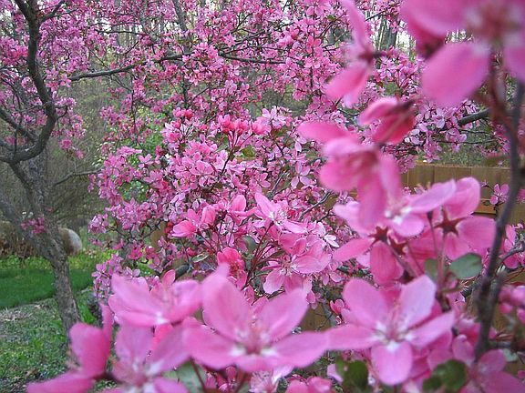 Flowering Crab Trees