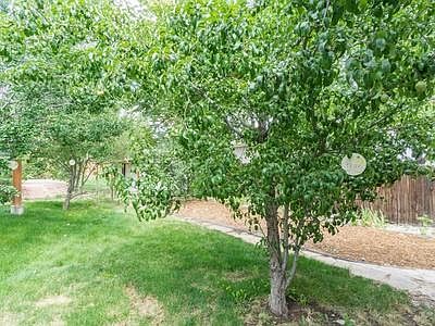 Pear, plum, and apple trees!