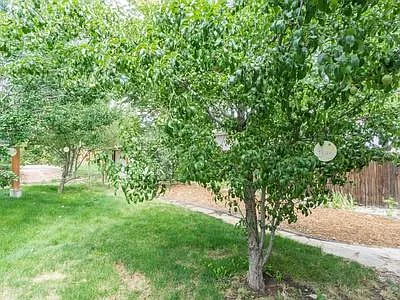 Pear, plum, and apple trees! - 3849 S King St