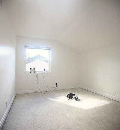 bedroom Now has LVP flooring. Doggie not included