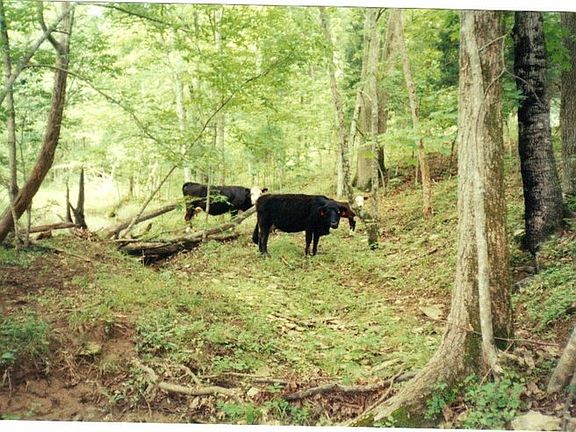 Peaceful walk next to creek