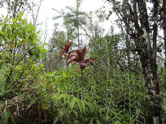 3rd image of Road 9 Koloa Maoli Lot 5533