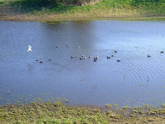duck pond with egrets, too
