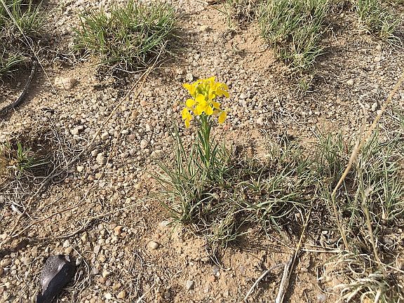 Early spring flowers