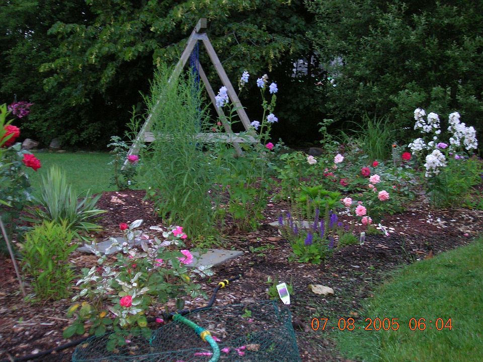 Border of Back Yard