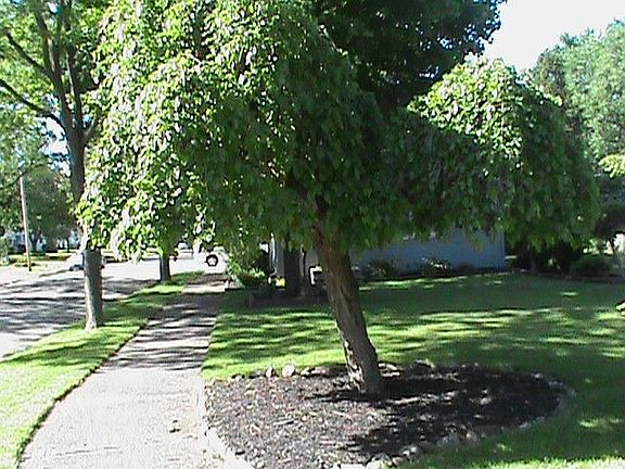 Front sidewalk
