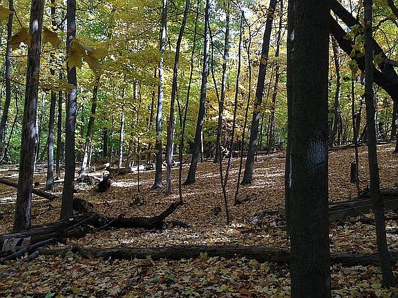 Forest of 100 acres in yard.
