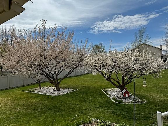 Fruit trees in bloom