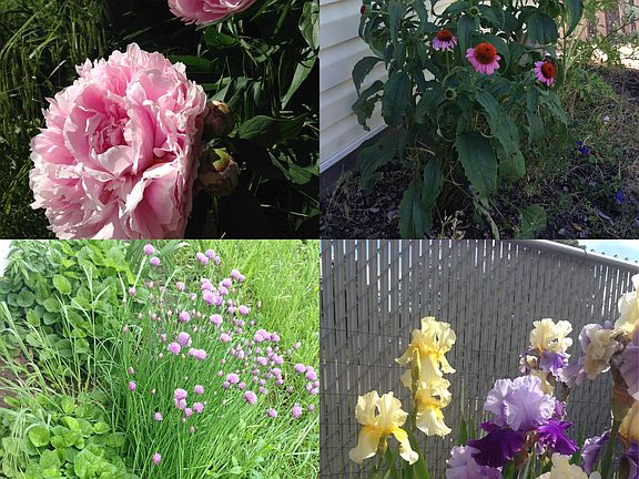 Herbs and Flowers