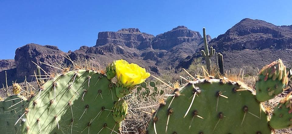 UP CLOSE SUPERSTITION MOUNT