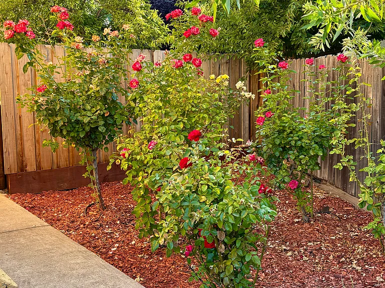 Front Sideyard Roses
