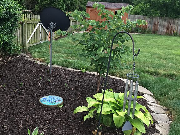 west side back yard