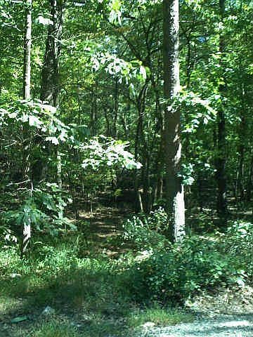 1st image of 157 Deer Trl