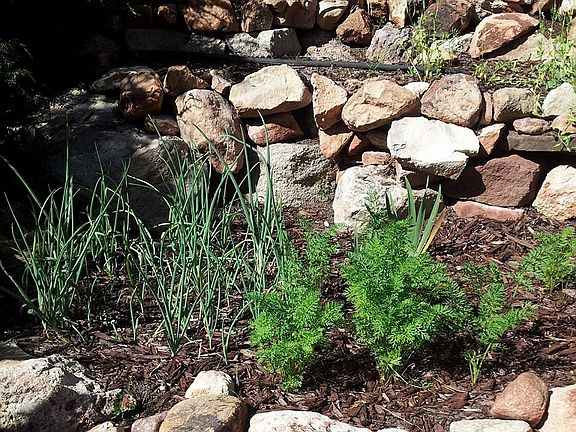 organic scallions & carrots