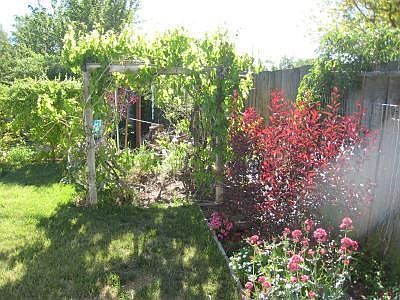 GRAPE ARBOR