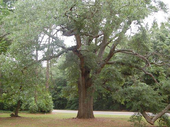 Large Oak in Front