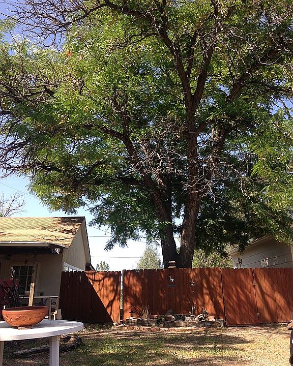 Front yard and patio